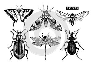 Vector collection of hand drawn insects illustrations. Black butterflies, cicada, beetle, bug, dragonfly drawing. Entomological sk