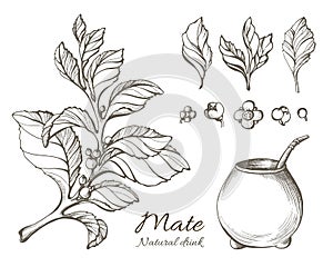 Vector collection of hand drawn mate branches. Nature illustration.