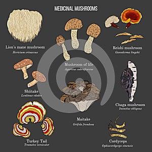 Vector collection of hand drawn medicinal mushrooms, lichens and seaweeds photo