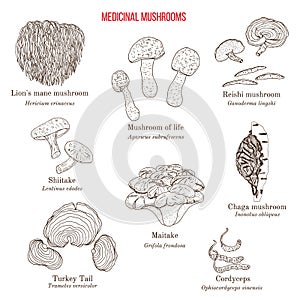 Vector collection of hand drawn medicinal mushrooms, lichens and seaweeds