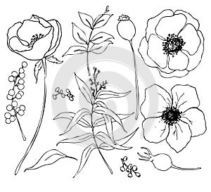 Vector collection of hand drawn plants with eucalyptus and anemone. Botanical set of sketch flowers and branches with