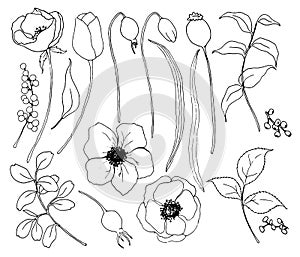 Vector collection of hand drawn plants with flowers. Botanical set of sketch flowers and branches with eucalyptus leaves