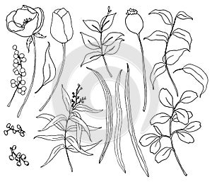 Vector collection of hand drawn plants with greenery and flowers. Botanical set of sketch flowers and branches with