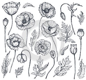 Vector collection of hand drawn poppy flowers