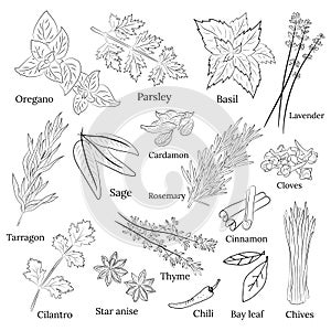 Vector collection of hand drawn spices and herbs.