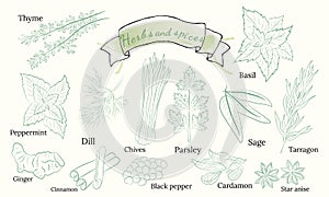 Vector collection of hand drawn spices and herbs.
