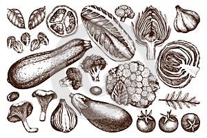 Vector collection of hand sketched vegetables. Vintage veggies and spices illustrations set. Healthy food drawings for vegetarian