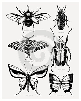 Vector collection of high detailed insects sketches. Hand drawn beetles and butterflies illustrations in vintage style.