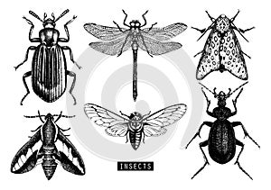 Vector collection of high detailed insects sketches. Hand drawn butterflies, beetles, dragonfly, cicada, bumblebee illustrations o