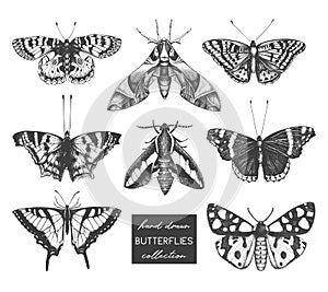 Vector collection of high detailed insects sketches. Hand drawn butterflies illustrations on white background. Vintage entomologic