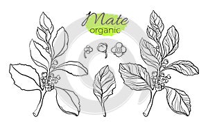 Vector collection of mate branches. Vector nature illustration.