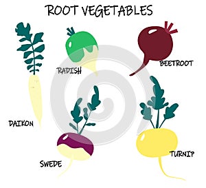 Vector collection of root-crop vegetables - turnip; swede; daikon; beetroot; radish. Seasonal food.