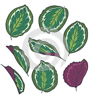 Vector collection set of exotic Calathea Medaillon Roseoptica Maranta Plant leaf drawings