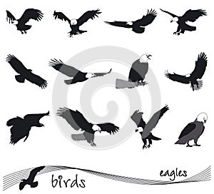 Vector collection of silhouettes of eagles