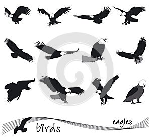 Vector collection of silhouettes of eagles photo