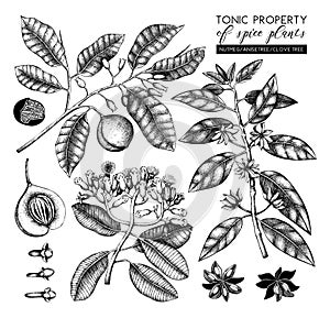 Vector collection of tonic and spicy plants - nutmeg, star anise, clove tree. Hand drawn spices illustrations set. Vintage aromati