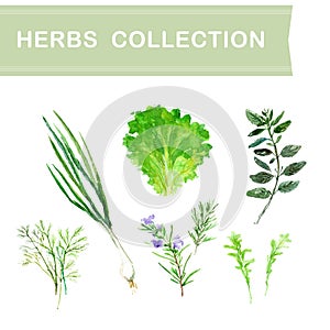 Vector collection of watercolor herbs