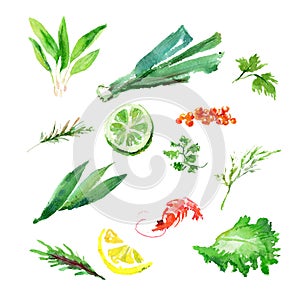 Vector collection of watercolor herbs