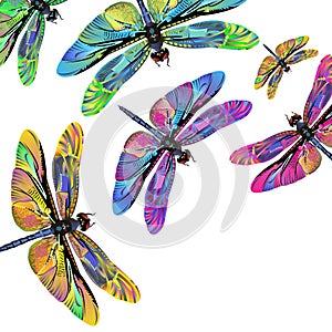 Vector color art dragonfly nature wildlife