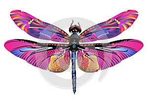 Vector color art dragonfly nature wildlife