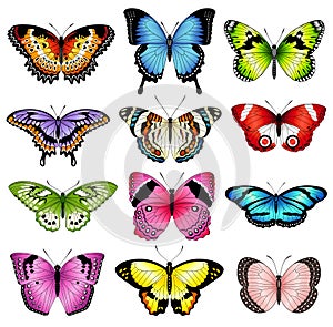 Vector color butterfly illustrations