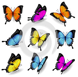 Vector color butterfly illustrations