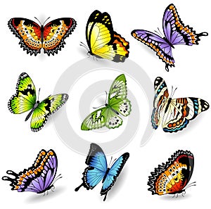 Vector color butterfly illustrations