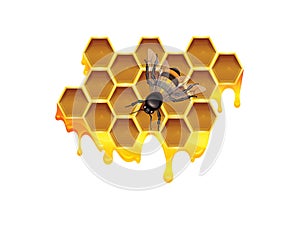 Vector color illustration of honeycomb with honey drops and bee.