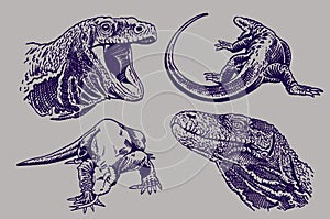 Vector color illustration of varans,lizards