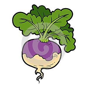 Vector color illustration, vegetables, turnip