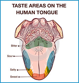 Vector - Color map of taste receptors in the tongue, four flavors - sweet, sour, bitter, salty. Vector illustration