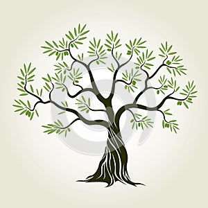 Vector Color Olive Tree with green leafs.