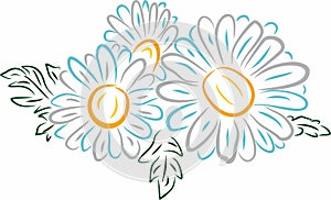 Vector color sketch of daisies. Blue and white chamomile flowers.