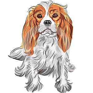 Vector color sketch of the dog Cavalier King Charl