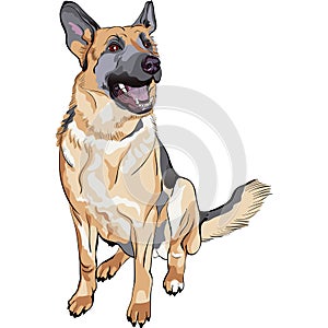 Vector Color sketch dog German shepherd breed photo