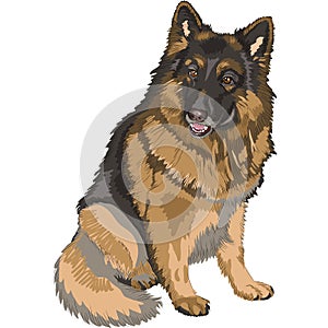 Vector Color sketch dog German shepherd breed