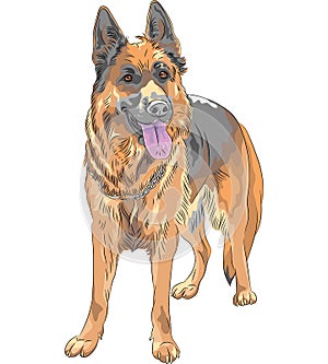 Vector color sketch dog German shepherd breed