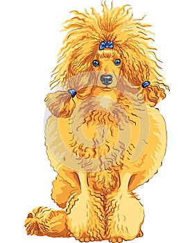 vector Color sketch of the dog red Poodle breed