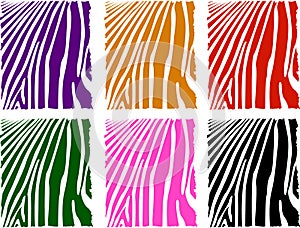 Vector color zebra skin set