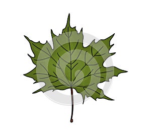 Vector colored green maple leaf icon isolated on white background. Tree greenery botanical illustration. Cartoon style autumn