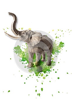 Vector colored illustration of a standing African elephant with watercolor splashes in the background