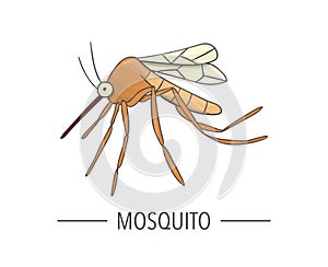 Vector colored mosquito icon isolated on white background