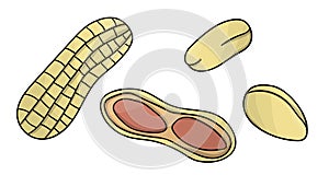 Vector colored peanut icon. Set of isolated monochrome nuts. Food line drawing illustration in cartoon or doodle style isolated on