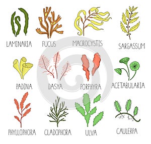 Vector  colored set of seaweeds