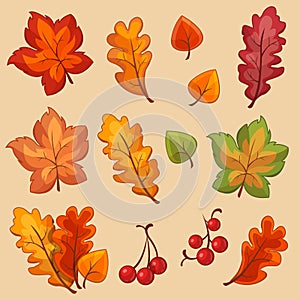 Vector colorful autumn leaf set