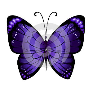 Vector colorful butterfly
