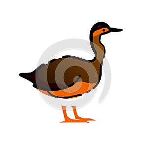 Alaotra Grebe duck brown icon vector illustration photo