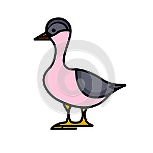 Alaotra Grebe duck pink icon vector illustration photo