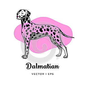 Vector colorful image depicting a cute female dalmatian dog standing