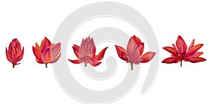 Vector colorful lotus flowers set, wallpaper, background, postcard. Luxurious.